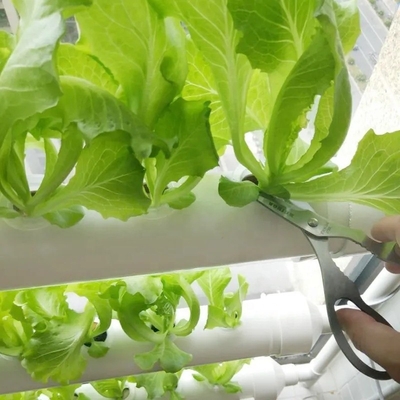 63mm 75mm White Color Round PVC Pipe Hydroponic System with B2B Buyer's Needs in Mind