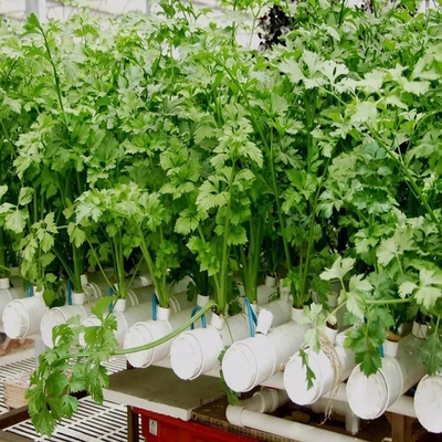 63mm 75mm White Color Round PVC Pipe Hydroponic System with B2B Buyer's Needs in Mind